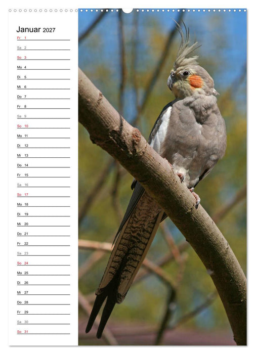 Der Nymphensittich-Terminplaner (CALVENDO Wandkalender 2027)