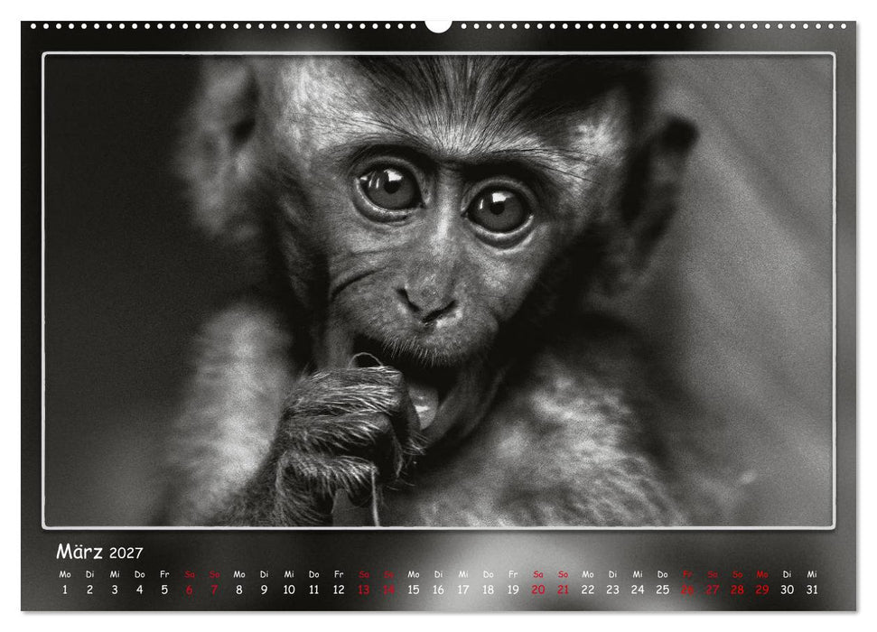 Tieren ins Gesicht geschaut (CALVENDO Premium Wandkalender 2027)