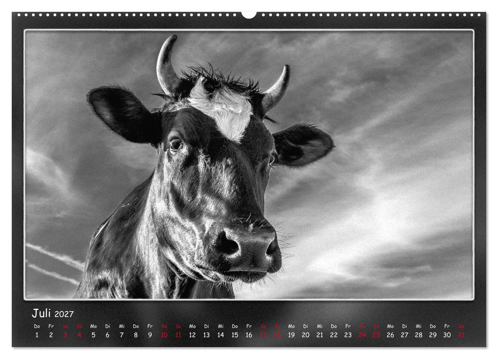 Tieren ins Gesicht geschaut (CALVENDO Premium Wandkalender 2027)