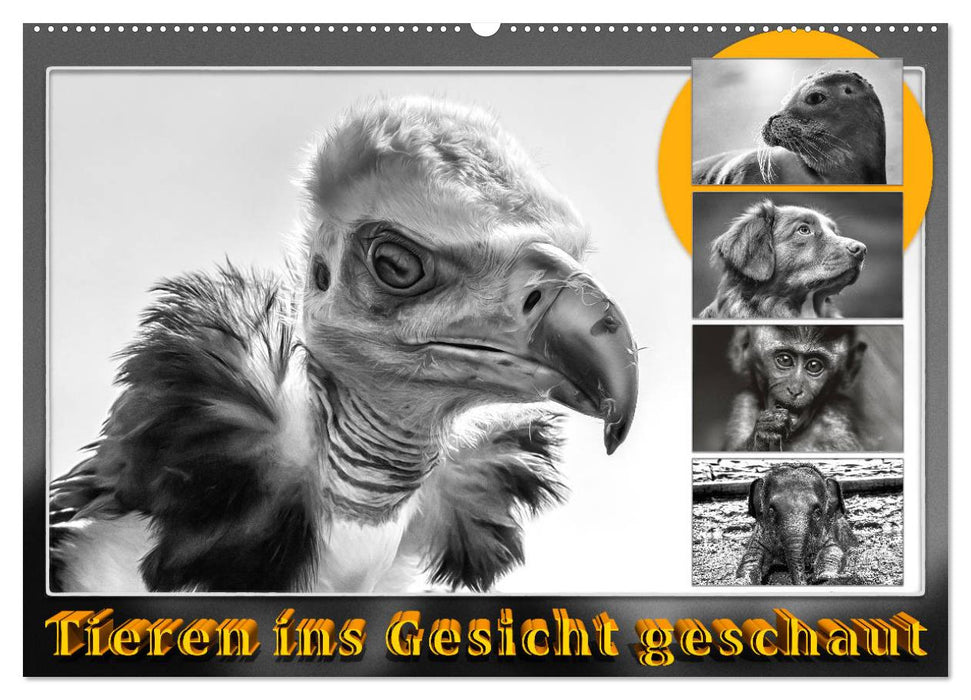 Tieren ins Gesicht geschaut (CALVENDO Wandkalender 2027)