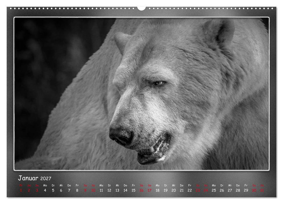 Tieren ins Gesicht geschaut (CALVENDO Wandkalender 2027)