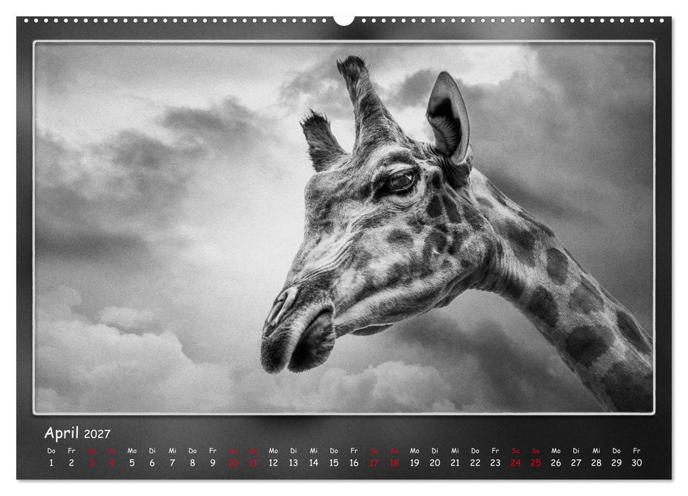 Tieren ins Gesicht geschaut (CALVENDO Wandkalender 2027)
