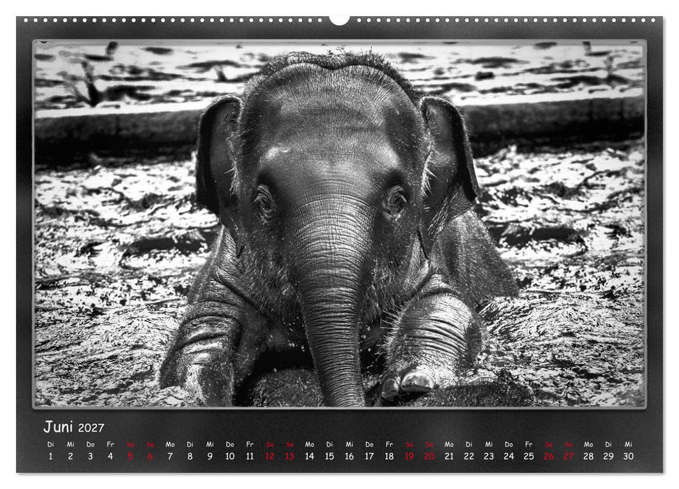 Tieren ins Gesicht geschaut (CALVENDO Wandkalender 2027)