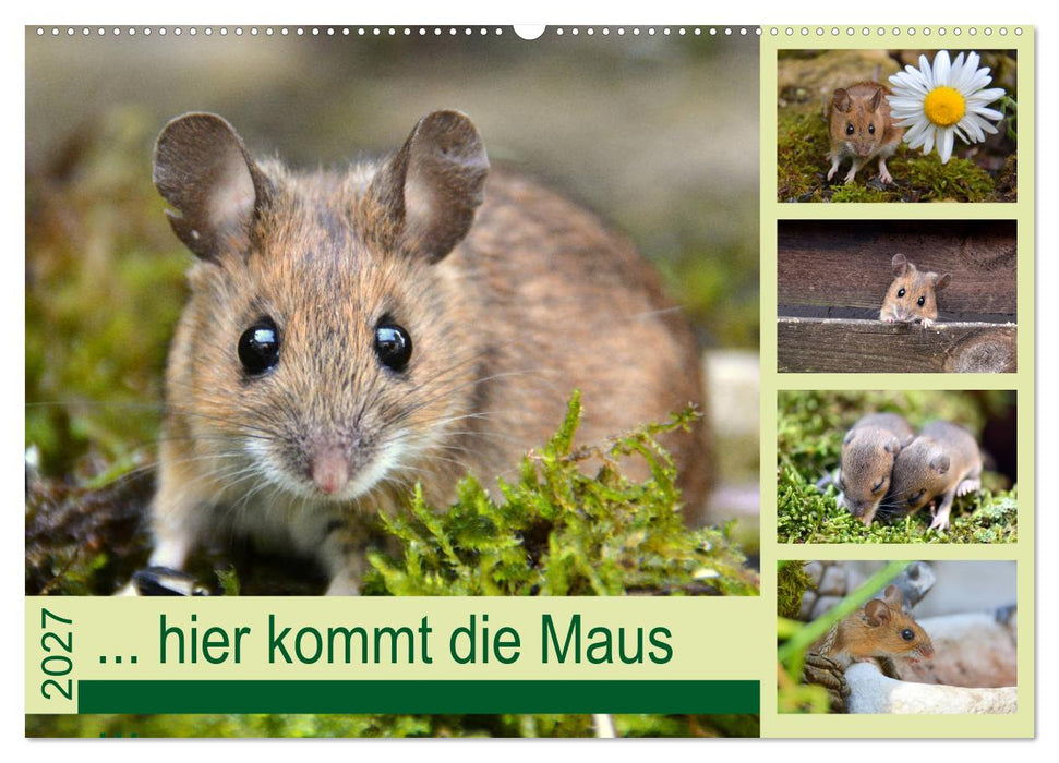 ... hier kommt die Maus... (CALVENDO Wandkalender 2027)