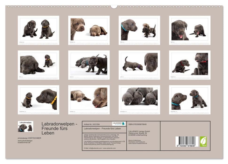 Labradorwelpen - Freunde fürs Leben (CALVENDO Premium Wandkalender 2027)