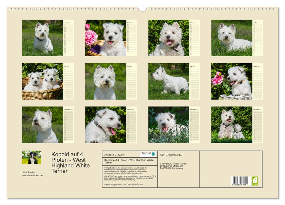 Kobold auf 4 Pfoten - West Highland White Terrier (CALVENDO Wandkalender 2027)