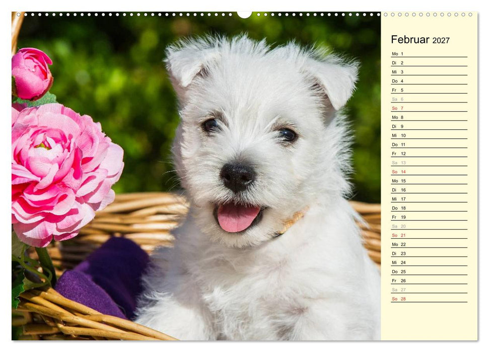 Kobold auf 4 Pfoten - West Highland White Terrier (CALVENDO Wandkalender 2027)
