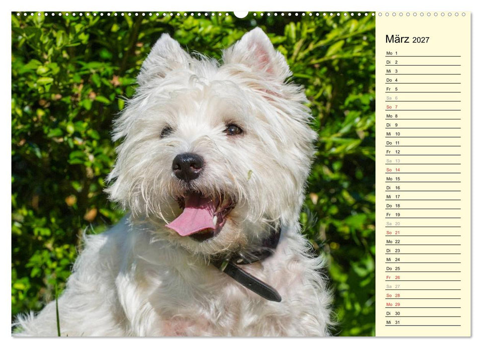Kobold auf 4 Pfoten - West Highland White Terrier (CALVENDO Wandkalender 2027)