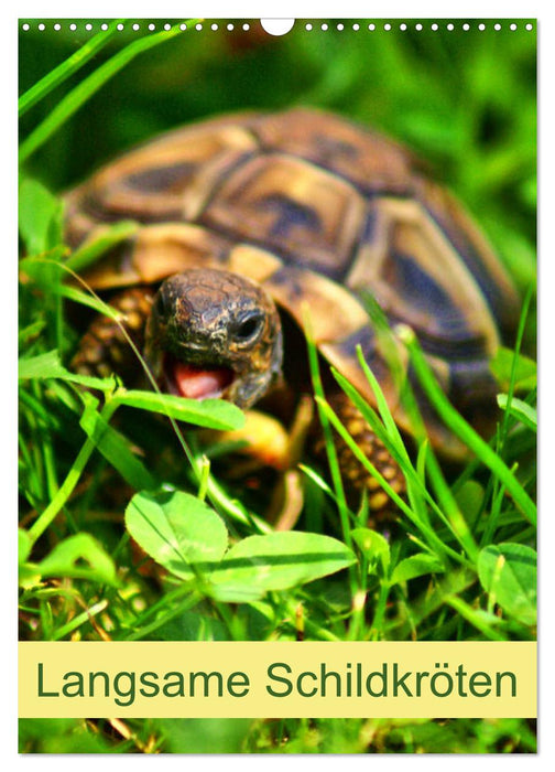Langsame Schildkröten (CALVENDO Wandkalender 2027)