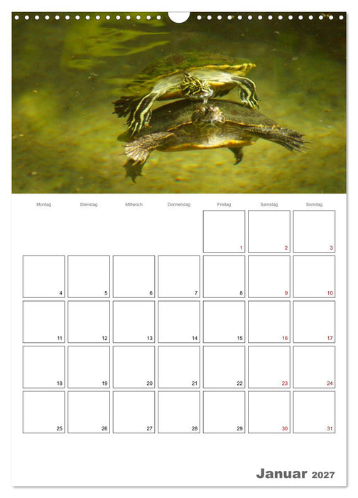 Langsame Schildkröten (CALVENDO Wandkalender 2027)