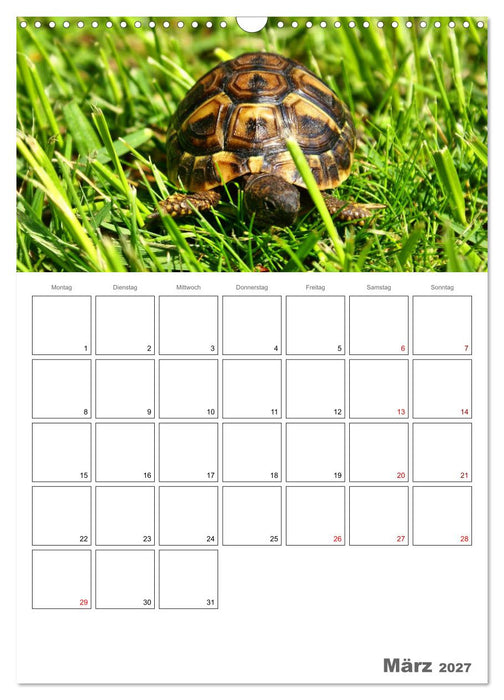 Langsame Schildkröten (CALVENDO Wandkalender 2027)