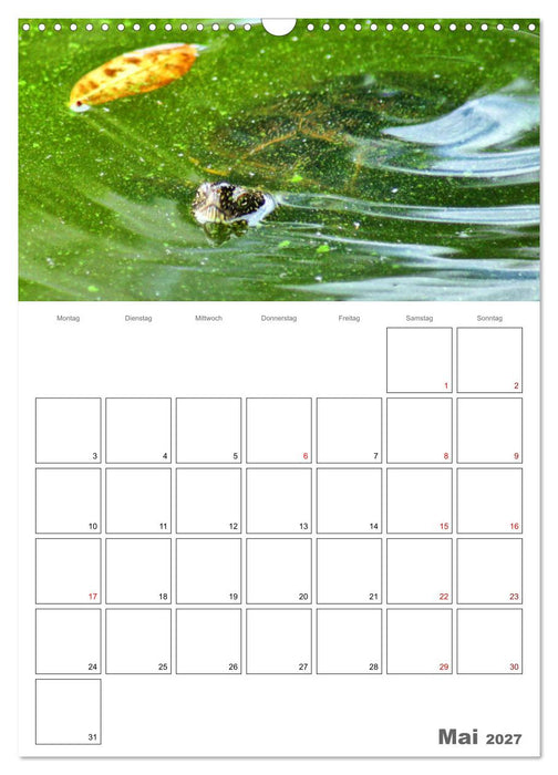 Langsame Schildkröten (CALVENDO Wandkalender 2027)