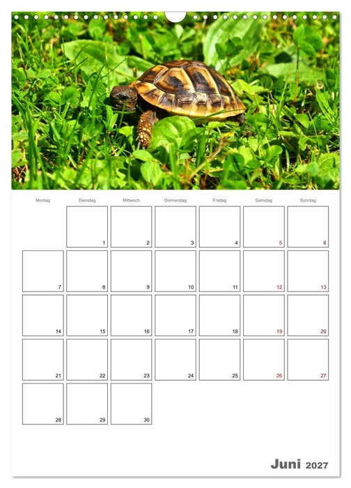 Langsame Schildkröten (CALVENDO Wandkalender 2027)