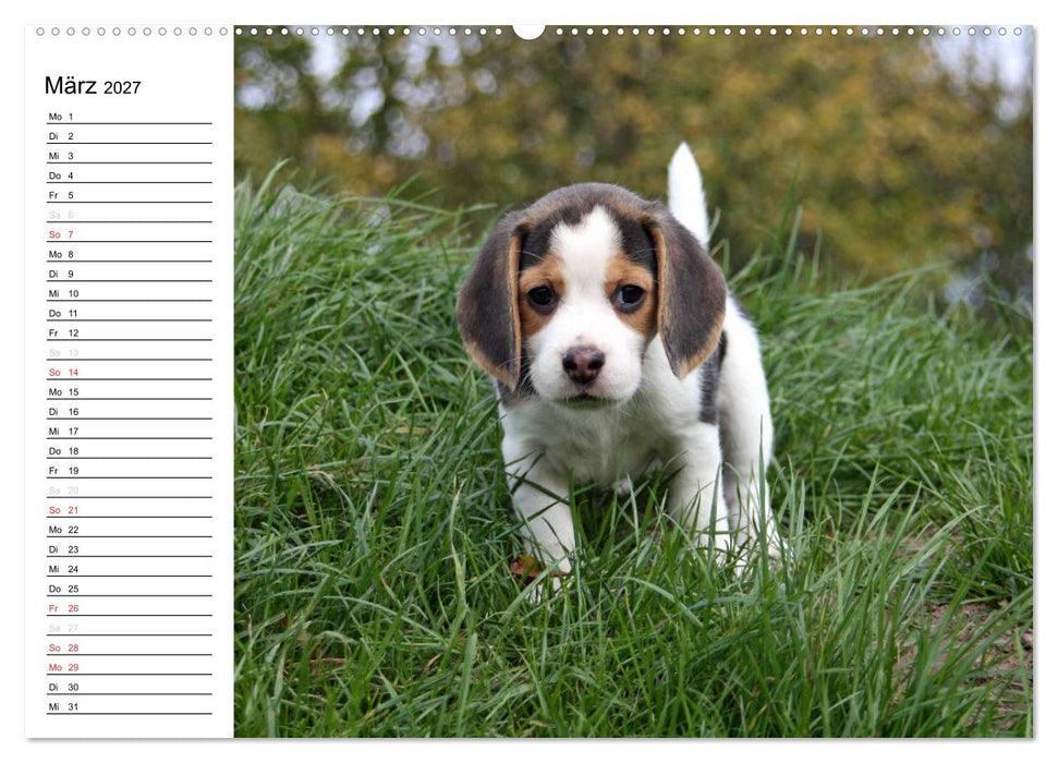 DER BEAGLEige TERMINPLANER (CALVENDO Premium Wandkalender 2027)