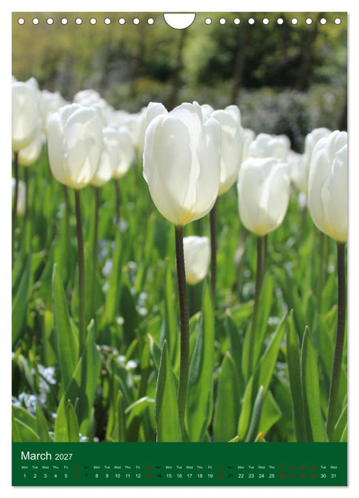 Dutch Tulips (CALVENDO Monthly Calendar 2027)