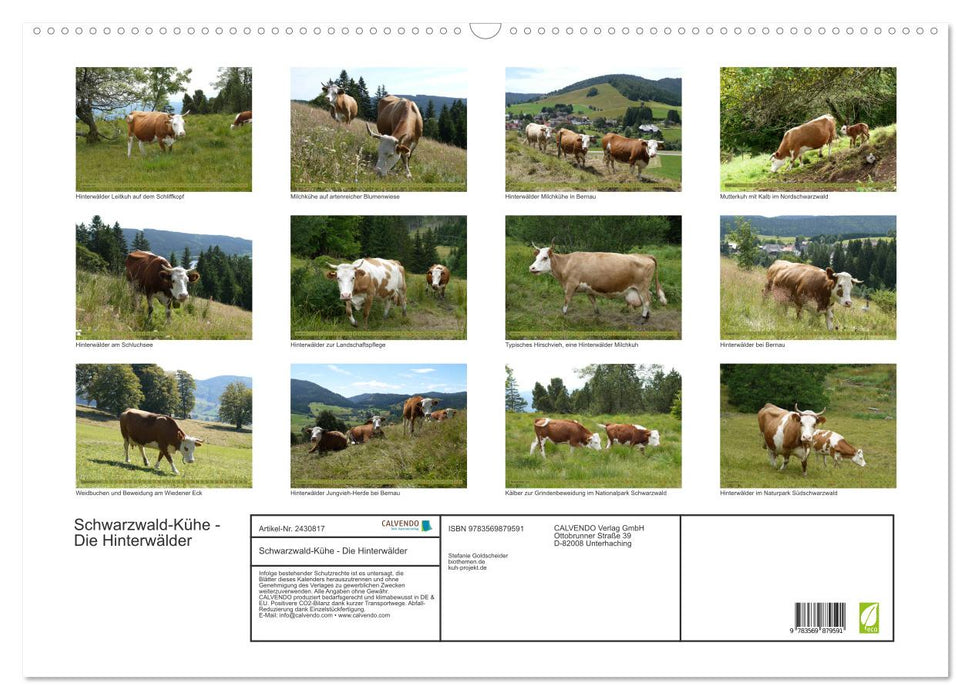 Schwarzwald-Kühe - Die Hinterwälder (CALVENDO Wandkalender 2027)