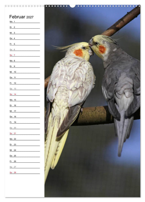 Der Nymphensittich-Terminplaner (CALVENDO Premium Wandkalender 2027)