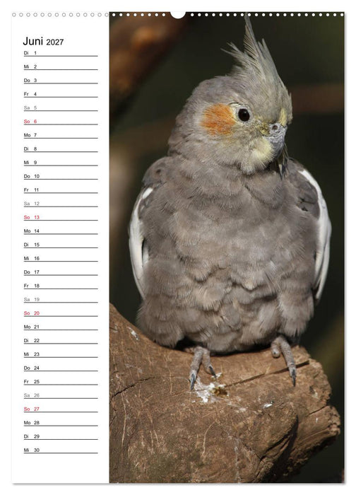 Der Nymphensittich-Terminplaner (CALVENDO Premium Wandkalender 2027)