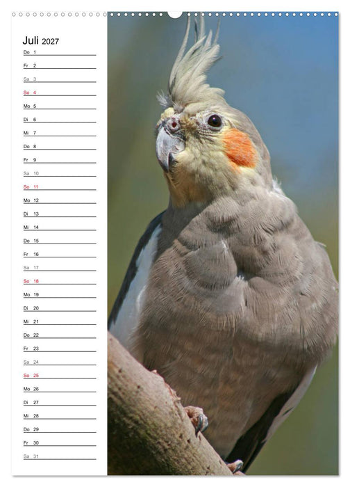 Der Nymphensittich-Terminplaner (CALVENDO Premium Wandkalender 2027)