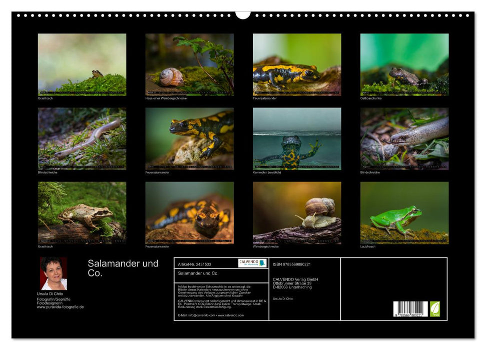 Salamander und Co. (CALVENDO Wandkalender 2027)