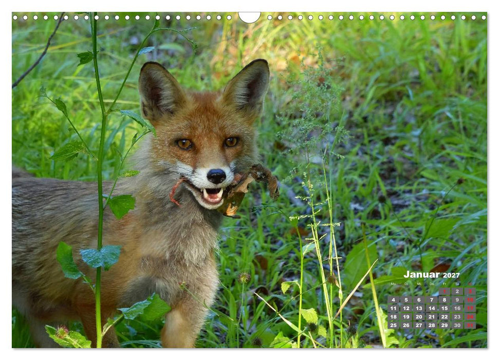 Familie Fuchs hautnah in Berlin (CALVENDO Wandkalender 2027)