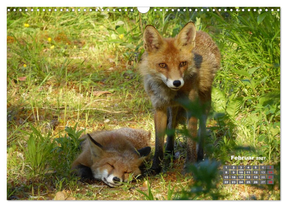 Familie Fuchs hautnah in Berlin (CALVENDO Wandkalender 2027)