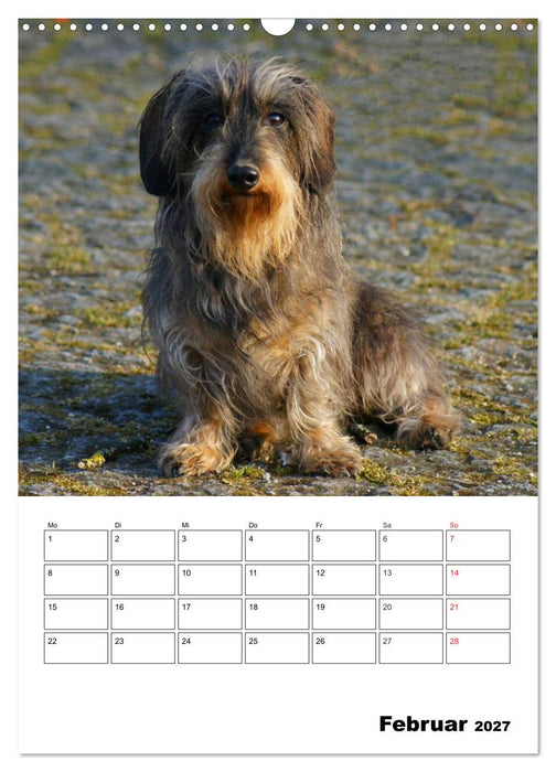 Liebenswerte Zwergrauhaardackel (CALVENDO Wandkalender 2027)