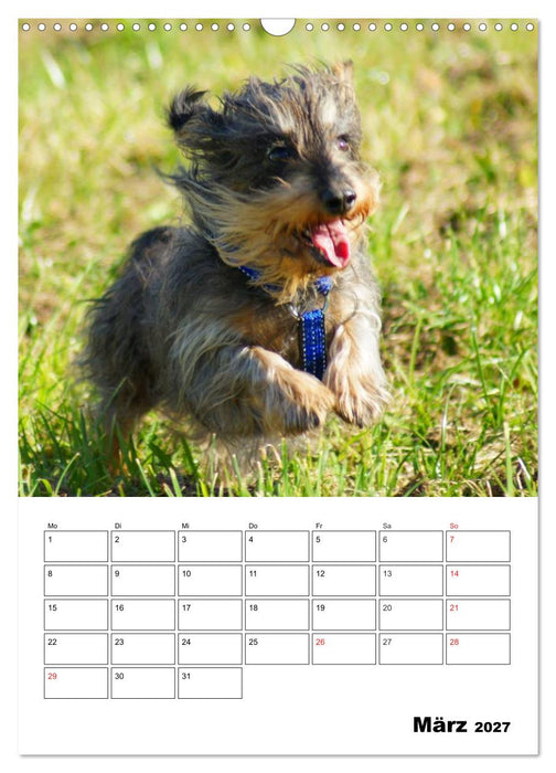 Liebenswerte Zwergrauhaardackel (CALVENDO Wandkalender 2027)