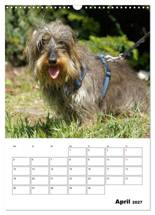 Liebenswerte Zwergrauhaardackel (CALVENDO Wandkalender 2027)