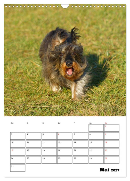 Liebenswerte Zwergrauhaardackel (CALVENDO Wandkalender 2027)