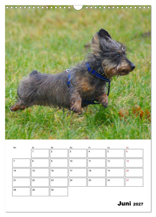 Liebenswerte Zwergrauhaardackel (CALVENDO Wandkalender 2027)