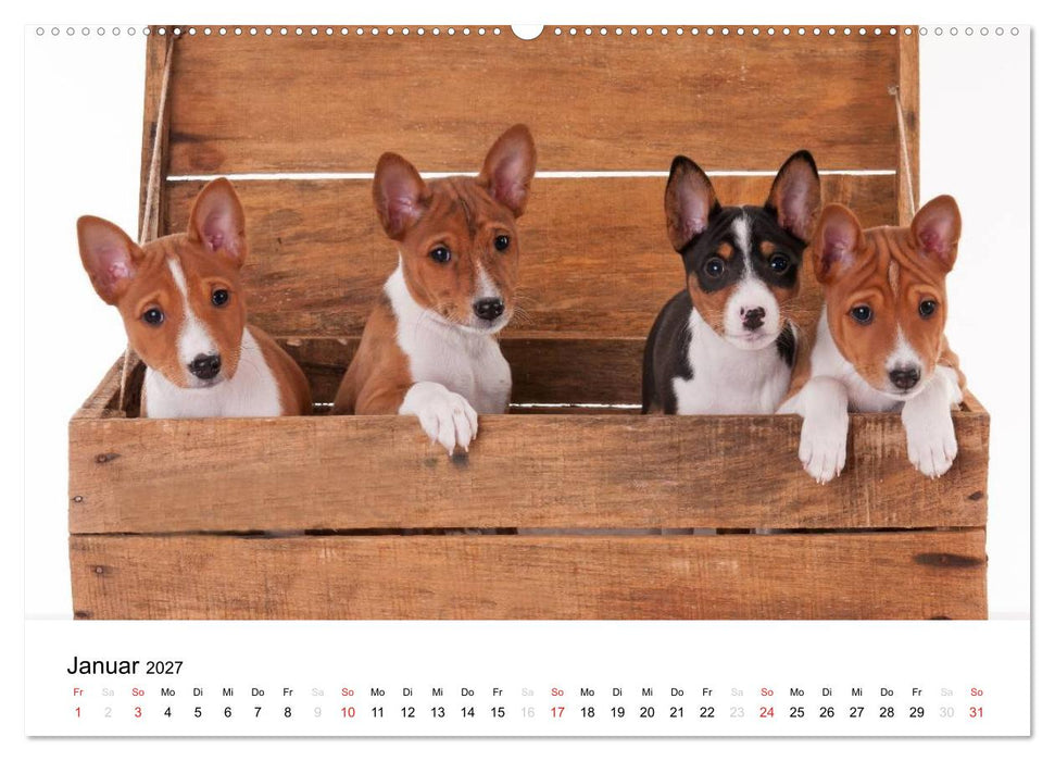 Allerliebste Basenji Welpen 2027 (CALVENDO Wandkalender 2027)