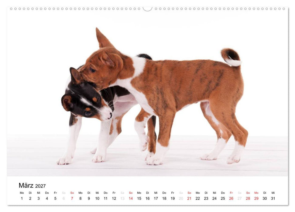 Allerliebste Basenji Welpen 2027 (CALVENDO Wandkalender 2027)