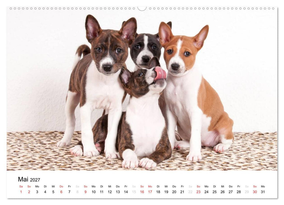 Allerliebste Basenji Welpen 2027 (CALVENDO Wandkalender 2027)