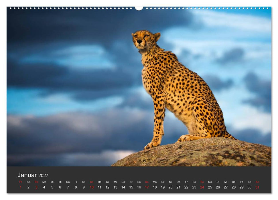 Geparden. Die eleganten Katzen. (CALVENDO Wandkalender 2027)