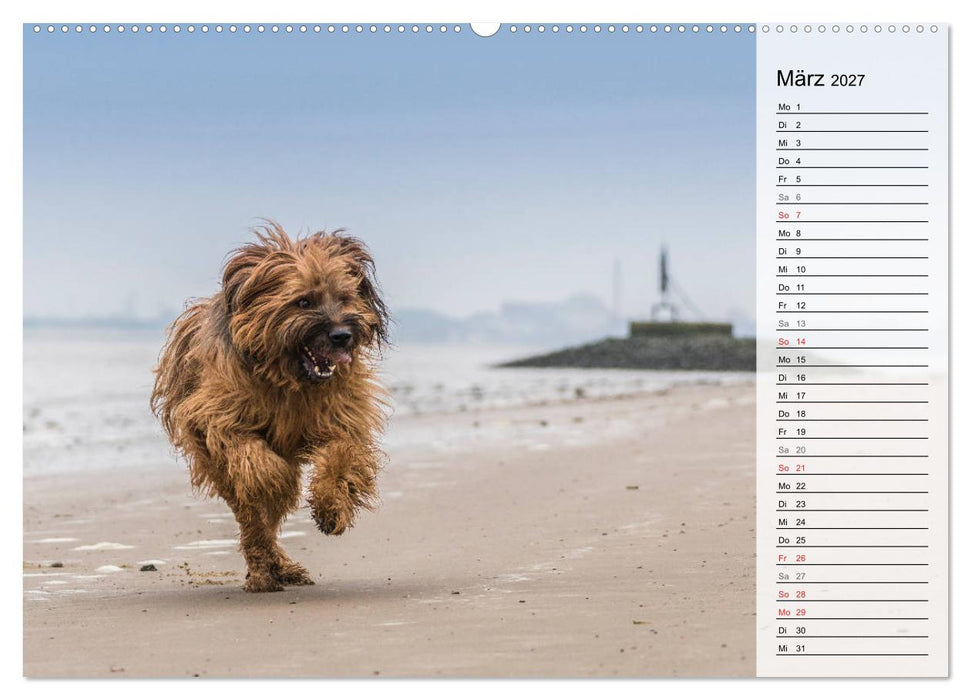 Der Briard 2027 - Ein echter Charmeur (CALVENDO Wandkalender 2027)