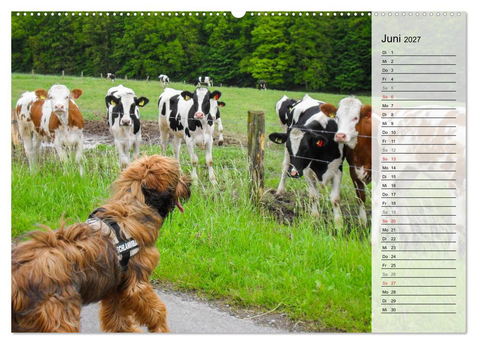 Der Briard 2027 - Ein echter Charmeur (CALVENDO Wandkalender 2027)