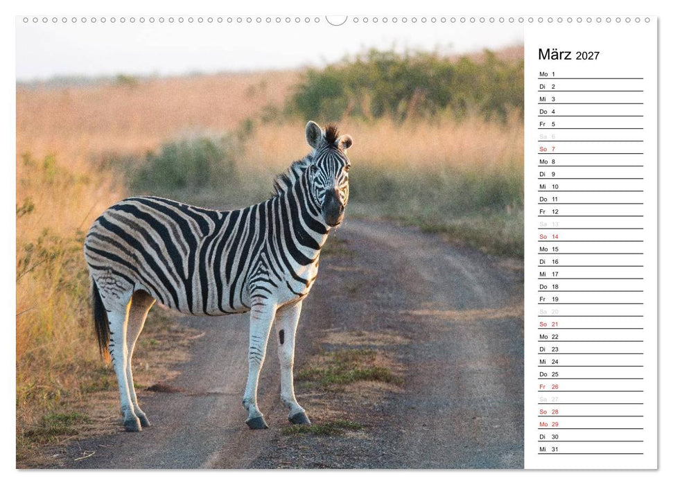 Südafrika - Big 5 und mehr (CALVENDO Premium Wandkalender 2027)