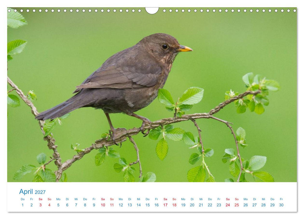 Singvögel - 12 Arten im Garten (CALVENDO Wandkalender 2027)