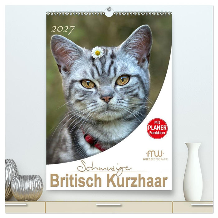 Schmusige Britisch Kurzhaar (CALVENDO Premium Wandkalender 2027)