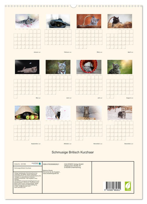 Schmusige Britisch Kurzhaar (CALVENDO Premium Wandkalender 2027)