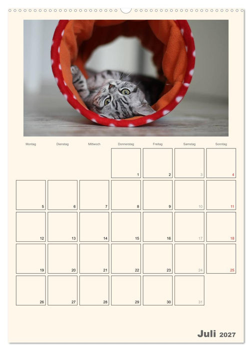 Schmusige Britisch Kurzhaar (CALVENDO Premium Wandkalender 2027)