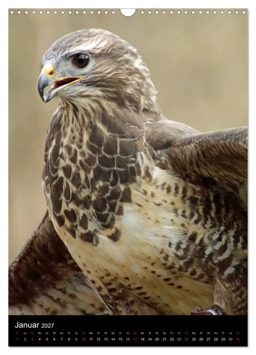 Scharfe Krallen, scharfe Augen, Greifvögel und Eulen im Wildpark (CALVENDO Wandkalender 2027)