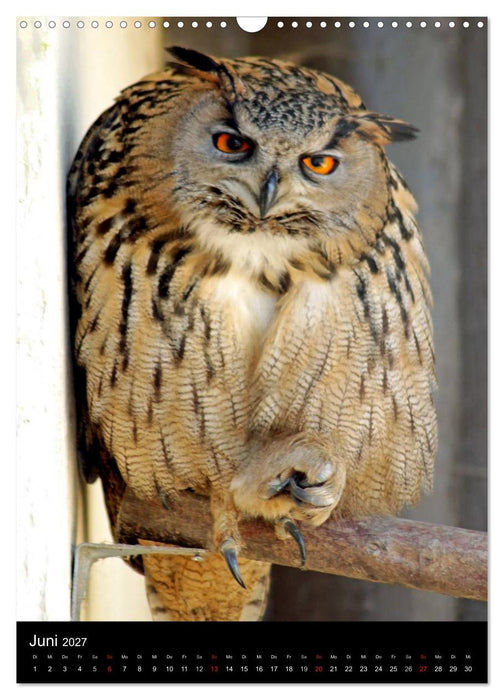 Scharfe Krallen, scharfe Augen, Greifvögel und Eulen im Wildpark (CALVENDO Wandkalender 2027)