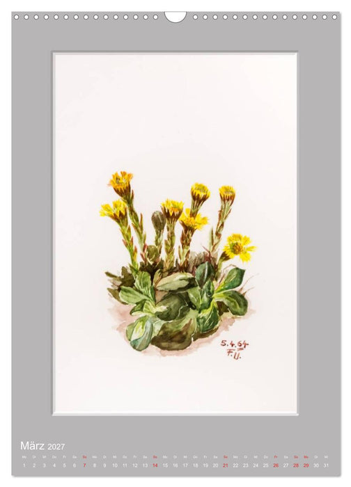 Alpenblumen Aquarelle aus Tirol (CALVENDO Wandkalender 2027)