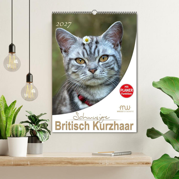 Schmusige Britisch Kurzhaar (CALVENDO Wandkalender 2027)