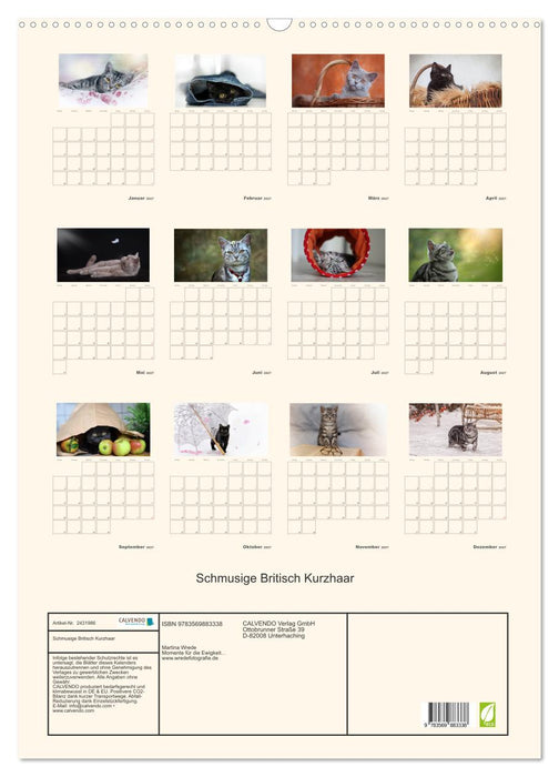 Schmusige Britisch Kurzhaar (CALVENDO Wandkalender 2027)