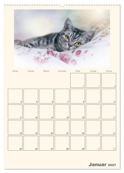 Schmusige Britisch Kurzhaar (CALVENDO Wandkalender 2027)