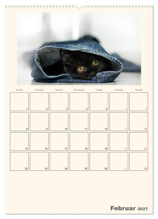 Schmusige Britisch Kurzhaar (CALVENDO Wandkalender 2027)
