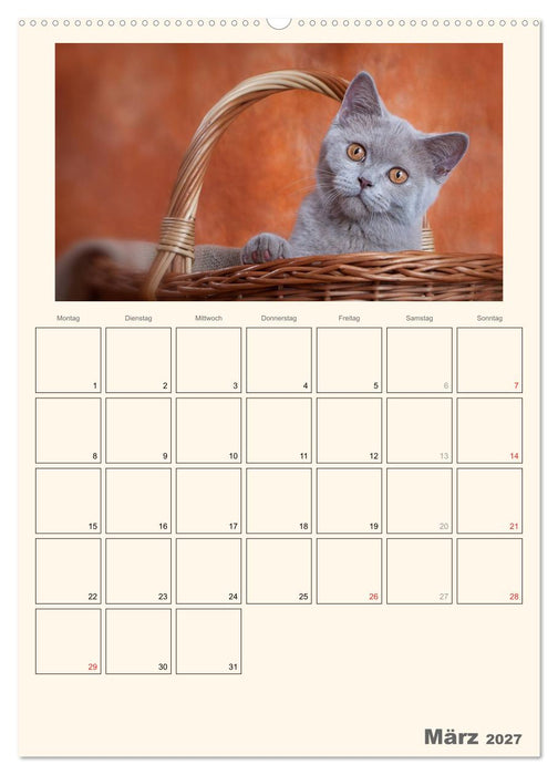 Schmusige Britisch Kurzhaar (CALVENDO Wandkalender 2027)